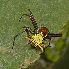Micrathena fissispina