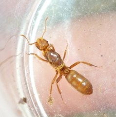Lasius murphyi