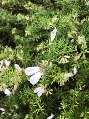 Conradina grandiflora