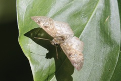 Carrhenes meridensis