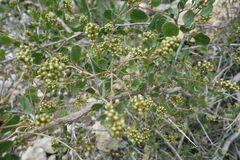 Colutea