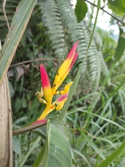 Heliconia