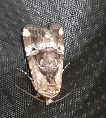 Elaphria chalcedonia