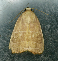 Bagisara rectifascia