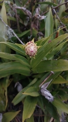 Elleanthus capitatus