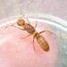 Murphy's Citronella Ant - Photo (c) Even Dankowicz, some rights reserved (CC BY), uploaded by Even Dankowicz
