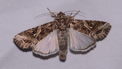 Spodoptera ornithogalli