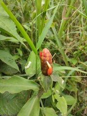 Costus scaber