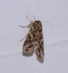 Spodoptera ornithogalli