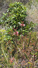 Epacris longiflora