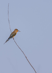 Merops philippinus