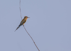 Merops philippinus