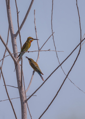 Merops philippinus