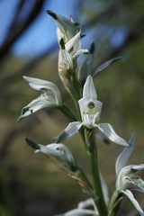 Chloraea multiflora