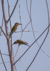Merops philippinus