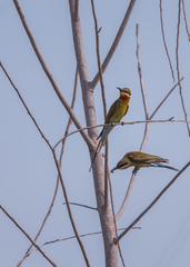 Merops philippinus