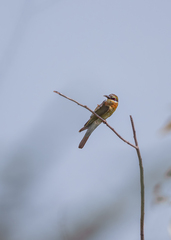 Merops philippinus