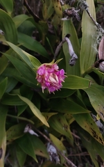 Elleanthus capitatus