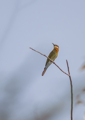 Merops philippinus
