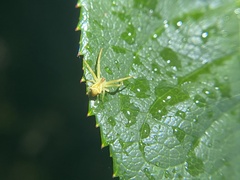 Sidymella trapezia
