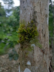 Zygomycota