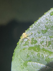 Sidymella trapezia