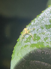 Sidymella trapezia