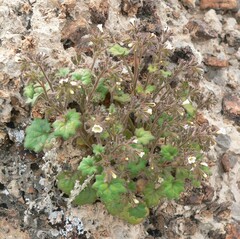 Phacelia rotundifolia