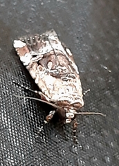 Elaphria chalcedonia