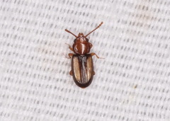 Laemophloeus terminalis