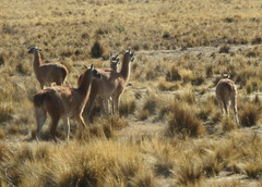 Lama guanicoe