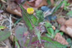 Sonchus asper