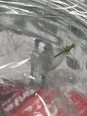 Chrysoperla rufilabris