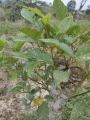 Fraxinus berlandieriana