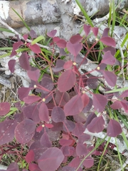 Euphorbia cotinifolia