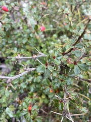 Berberis concinna