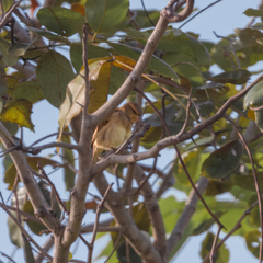 Passer domesticus