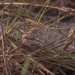 Passer domesticus