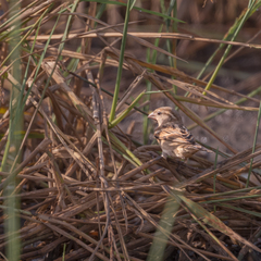 Passer domesticus