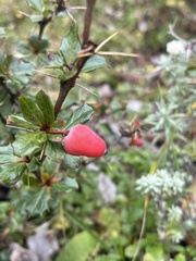 Berberis concinna