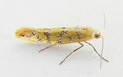 Argyresthia