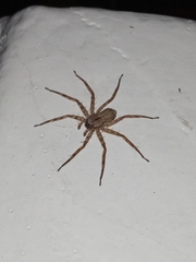 Selenops submaculosus