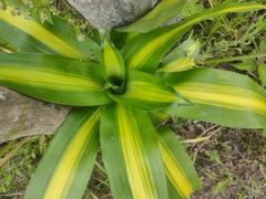 Furcraea andina