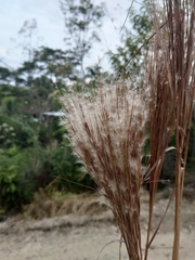 Andropogon bicornis