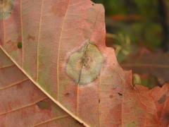 Cristulariella