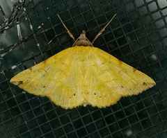 Hemeroplanis floccalis