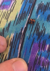 Hippodamia moesta bowditchi