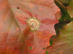 Cristulariella