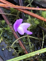 Utricularia purpurea