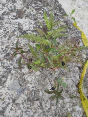 Miconia crenata